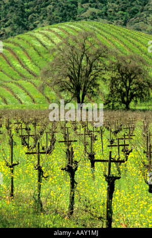 Vieilles vignes dans un champ vert au printemps montrant un rouleau à flanc de colline dans le comté de Lake vertical de la Californie Banque D'Images