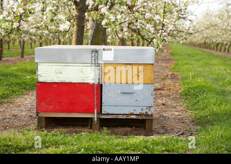 Ruche en verger plein de blossom utilisé pour la pollinisation Banque D'Images