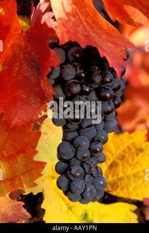 Les raisins de vin rouge au moment de la récolte encore sur la vigne avec des feuilles en automne vertical couleurs Banque D'Images