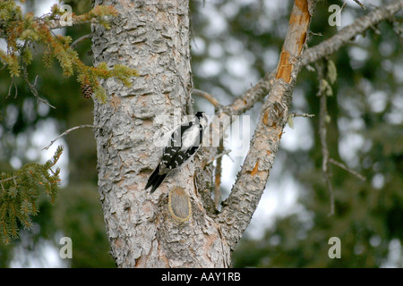 Les oiseaux de l'Amérique du Nord Pic mineur Picoides pubescens Banque D'Images