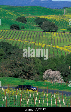 Location de Limousine à visiter les vignobles de Sonoma County au printemps avec des fleurs de moutarde dans les vignes en fleurs à la verticale Banque D'Images