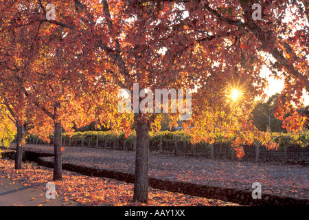 Ambre liquide arbres en couleurs d'automne au Alexander Valley Vineyards Californie horizontal au coucher du soleil Banque D'Images