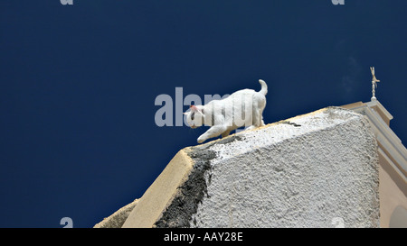 Un chat blanc aux fléchettes dans un mur blanc entouré d'un ciel bleu profond Banque D'Images