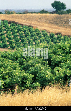 L'agriculture et des terres agricoles dans la vallée centrale de Californie montrant un citron citrus en vertical orchard Banque D'Images