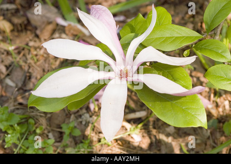 Magnolia Susan fleurit, un hybride de M. liliiflora nigra et M. stellata rosea. Beaux pétales de printemps blancs et roses avec des feuilles vertes. Banque D'Images