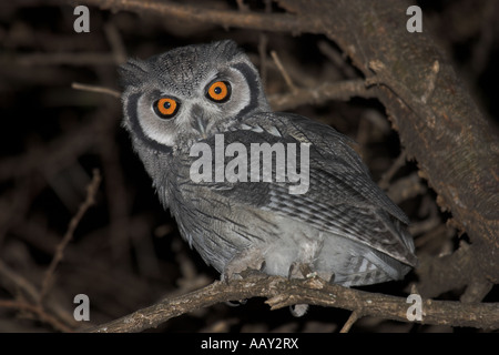 Southern white-faced scops owl - Afrique du Sud Banque D'Images