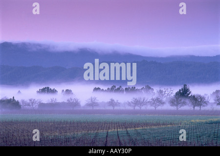 Napa Valley Wine Vineyards lors d'un lever du soleil d'hiver en Californie USA océan pacifique en brouillard horizontal des collines côtières Banque D'Images