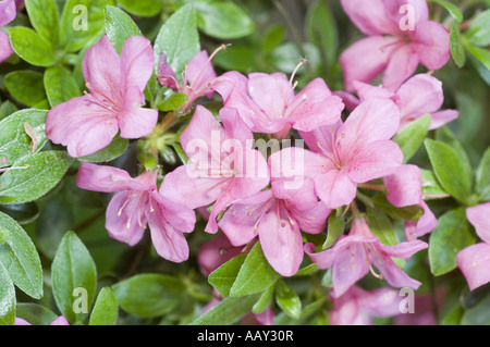 Gros plan de belles fleurs d'azalée rose (Rhododendron) fleurissant à Doubrava, entourées de feuilles vertes luxuriantes. Banque D'Images