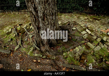 Tronc d'arbre sur le trottoir en brique Banque D'Images