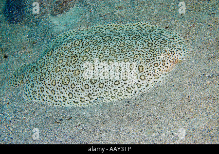 Moïse ou finless seul Pardachirus marmoratus sur fond de sable de la Mer Rouge l'Égypte Banque D'Images