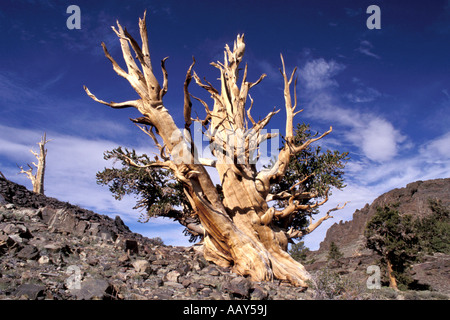 Ancient Bristlecone Pine Trees arbres plus anciens mondes dans la haute altitude des montagnes blanches horizontales en Californie Banque D'Images