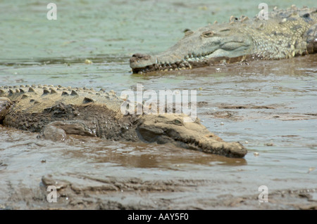 American des crocodiles (crocodylus actus) dans la boue sur Banque du Rio Herradura, Costa Rica Banque D'Images