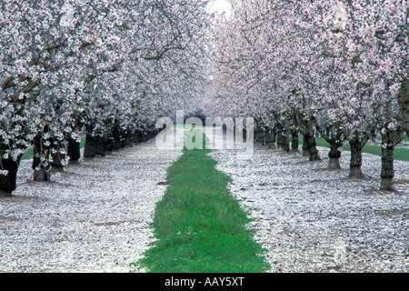 Blossoming almond verger d'arbres fruitiers en fleurs fleurs de la vallée centrale de la Californie l'horizontale Banque D'Images