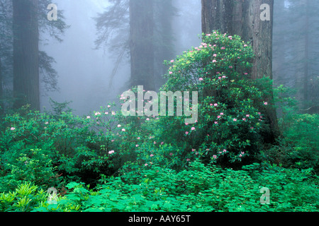 Forêt de Redwood Tree avec brouillard et rhododendrons Redwood National Forest horizontale de la Californie Banque D'Images