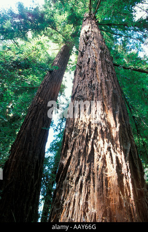 La forêt arbre géant montrant le détail de l'écorce dans Canyon Californie Banque D'Images