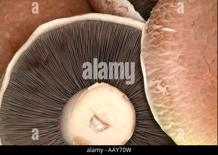 Remplissage du cadre macro shot de champignons Portabello Banque D'Images