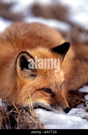 Le renard roux Vulpes vulpes Banque D'Images