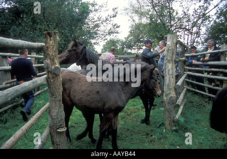 Chevaux arrondi à être stigmatisée dans la nouvelle forêt United Kingdon Banque D'Images