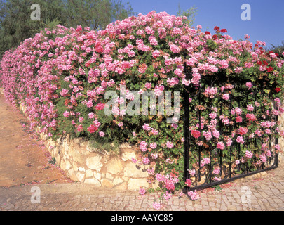 Algarve Villa mur en pierre avec porte couverte de lierre rose géranium près de Caroeiro Banque D'Images
