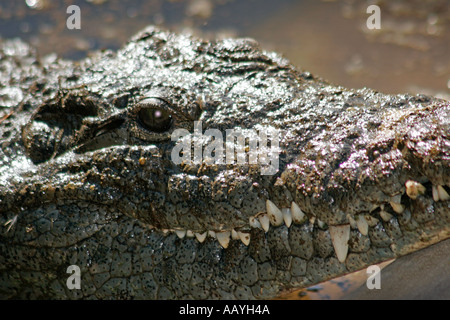 Afrique du Sud jeu outdshorn crocodile park Banque D'Images