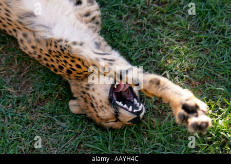 L'Afrique du Sud jeu outdshorn cheetah park Banque D'Images