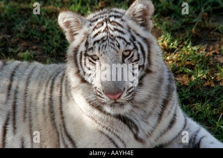 L'Afrique du outdshorn game park tigre blanc Banque D'Images