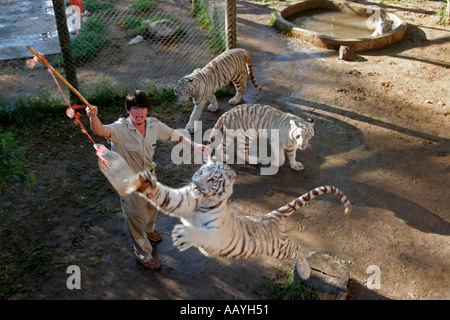 L'Afrique du outdshorn game park tigre blanc Banque D'Images