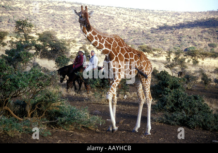 Deux cavaliers et leur syce près de giraffe réticulée à Lewa Downs Kenya Afrique de l'Est Banque D'Images