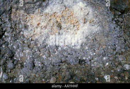 Motifs abstraits sur des roches à St Ives, Cornwall Banque D'Images