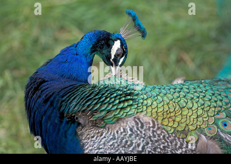 Le paon indien Pavo cristatus Banque D'Images