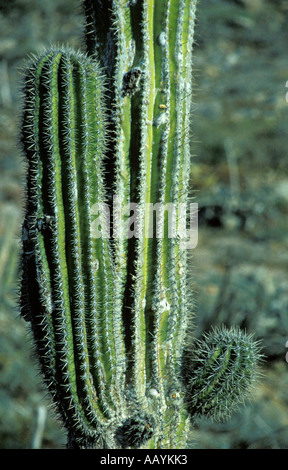 Détail de Saguaro Cactus Mexicain Banque D'Images