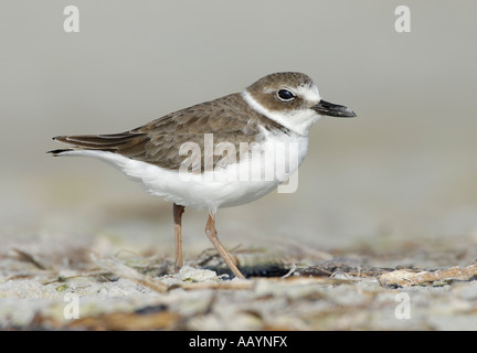 Pluvier de Wilson plumage non reproducteurs de nourriture sur la plage de Fort DeSoto Park, Tierra Verde, Florida Banque D'Images