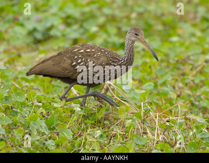 Nourriture Limpkin près du lavabo Alachua Paynes Prairie Florida Banque D'Images