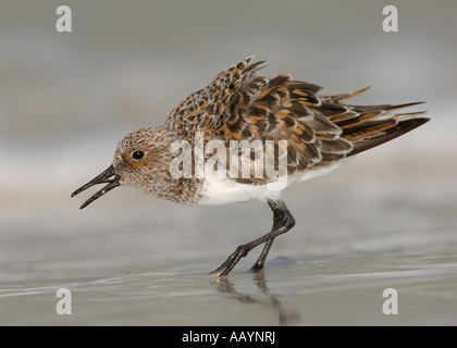 Sanderling plumage nuptial sur la plage au Fort DeSoto Park, Tierra Verde, Florida Banque D'Images