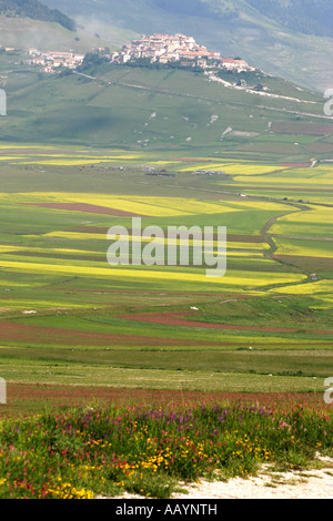 Annuelle spectaculaire de fleurs sauvages au Piano Grande à Castelluccio ,dans le parc national des Monts Sibyllins, Le Marches, Italie Banque D'Images