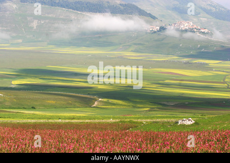 Annuelle spectaculaire de fleurs sauvages au Piano Grande à Castelluccio ,dans le parc national des Monts Sibyllins, Le Marches, Italie Banque D'Images