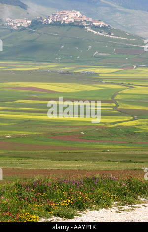 Annuelle spectaculaire de fleurs sauvages au Piano Grande à Castelluccio ,dans le parc national des Monts Sibyllins, Le Marches, Italie Banque D'Images