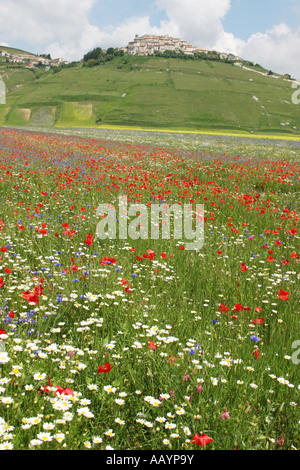 Annuelle spectaculaire de fleurs sauvages au Piano Grande à Castelluccio ,dans le parc national des Monts Sibyllins, Le Marches, Italie Banque D'Images