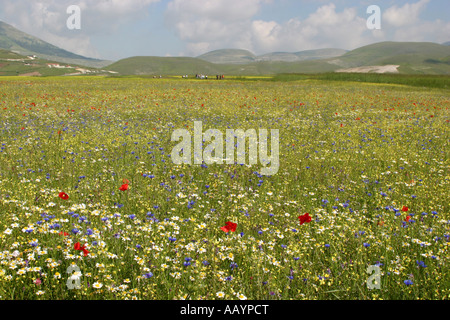 Annuelle spectaculaire de fleurs sauvages au Piano Grande à Castelluccio ,dans le parc national des Monts Sibyllins, Le Marches, Italie Banque D'Images