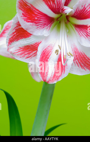 Fleur lumineuse avec un fond vert. Banque D'Images