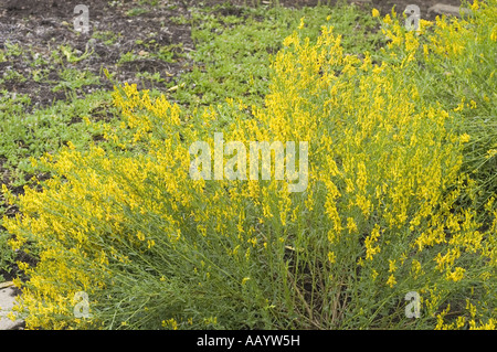 Beaucoup de fleurs de printemps jaune de Dyer's greenweed - Genista tinctoria Banque D'Images