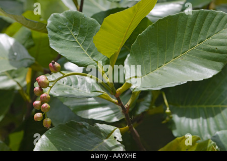 Gros plan sur les fruits et les feuilles d'un Simpoh air (Dillenia suffruticosa), un arbuste tropical à feuilles persistantes. Kuala Lumpur, Malaisie. Banque D'Images