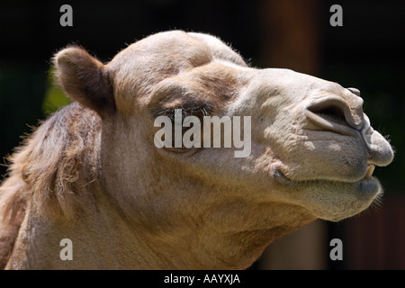 Portrait rapproché d'un dromadaire adulte, alias chameau d'Arabie (Camelus dromedarius) au zoo de Kuala Lumpur. Kuala Lumpur, Malaisie. Banque D'Images