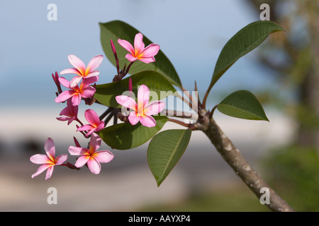 Frangipani. L'île de Langkawi, Malaisie. Banque D'Images
