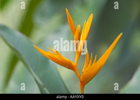 Heliconia Golden Torch. La Malaisie. Banque D'Images