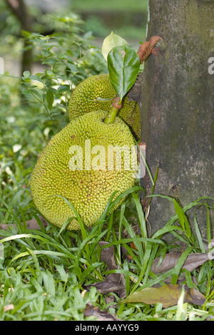 Jaque pousse dans Kuala Lumpur, Malaisie Parc des Oiseaux. Nom scientifique : Artocarpus heterophylla. Banque D'Images