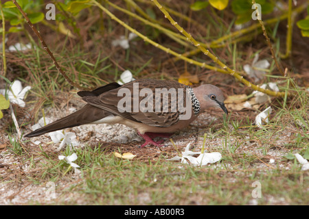 Spotted Dove, également connu sous le nom de la tortue ponctuée Dove. L'île de Langkawi, Malaisie. Banque D'Images