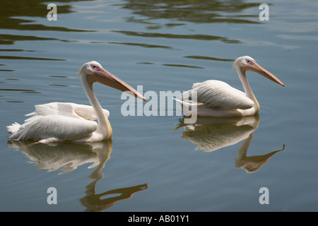 Deux grands pélicans blancs (Pelecanus onocrotalus) nagent ensemble dans un lac au zoo de Kuala Lumpur. Kuala Lumpur, Malaisie. Banque D'Images