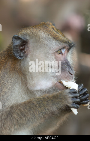 Portrait d'un macaque à longue queue dans les mangroves de l'île de Langkawi en Malaisie. Banque D'Images