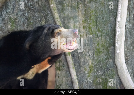 Portrait d'un Ours du Soleil malais (Helarctos malayanus) au zoo de Kuala Lumpur. Kuala Lumpur, Malaisie. Banque D'Images